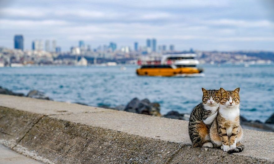 街头的猫