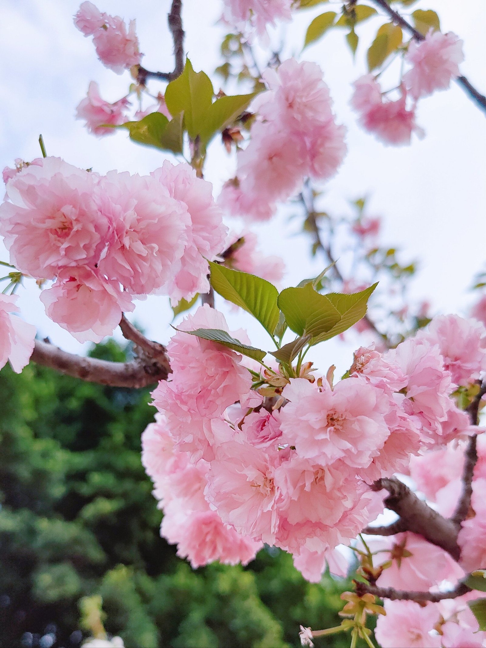 枝垂樱特写